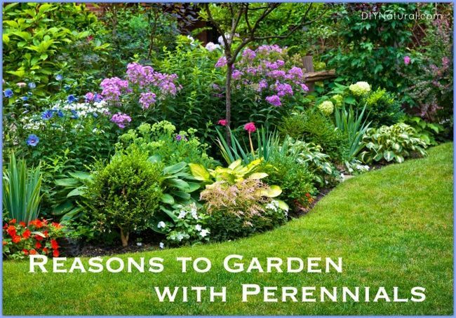 Mis cinco mejores razones para jardín con plantas perennes
