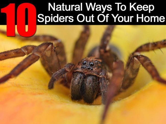 Formas naturales para mantener arañas fuera de su hogar