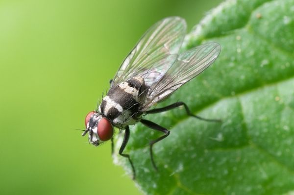 Un nuevo estudio realizado en moscas por un equipo de investigadores de Australia puede dar mérito a la idea de que una mujer`s offspring can posssess traits of their previous partners. 