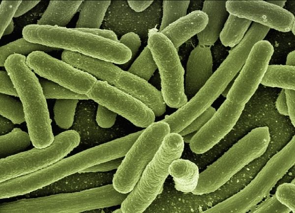 La bacteria E. coli bajo un microscopio