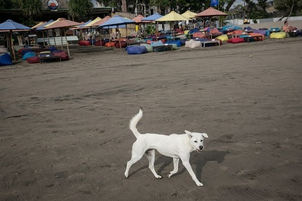 Un perro callejero en Bali, donde un susto la rabia tiene funcionarios de salud de redondeo hasta perros callejeros para la vacunación.