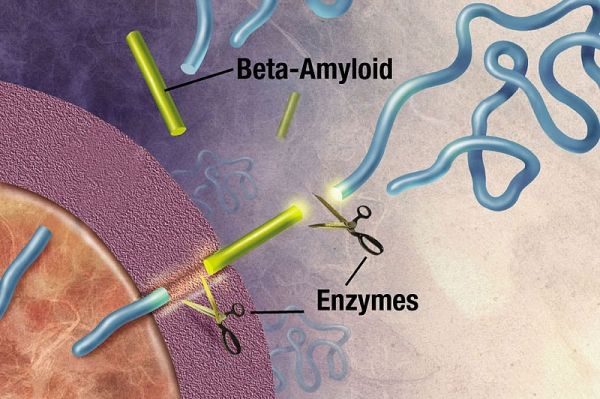 Las enzimas actúan sobre el (proteína precursora de amiloide) APP y se cortan en fragmentos de proteína, uno de los cuales se llama beta-amiloide y su crucial en la formación de placas seniles en la enfermedad de Alzheimer