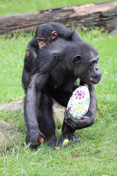 En caso de los chimpancés es cocinar su propia comida?
