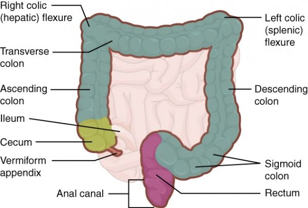Un diagrama del intestino grueso, donde el & # 034-smart & # 034- cápsula liberaría medicamentos necesarios para enfermedades como la de Crohn`s disease. 
