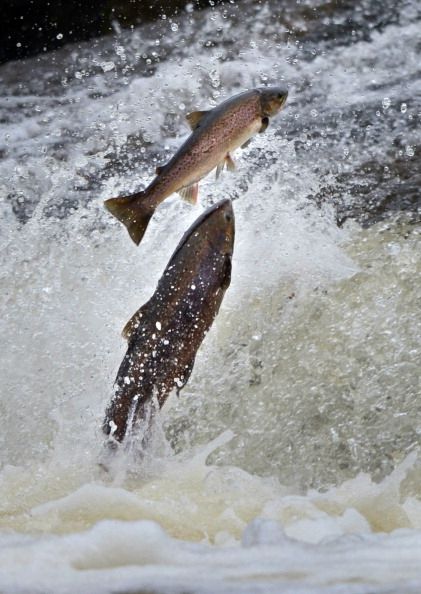 Chinook Salmon salta a través de Agua Blanca 17 de mayo 2001 En El ...