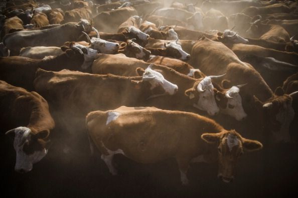 La estrecha asociación entre el virus del ganado y el cáncer de mama
