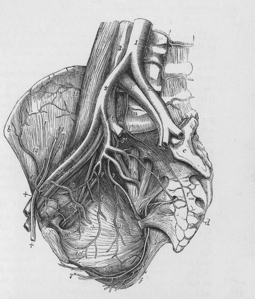 Un diagrama del corazón.