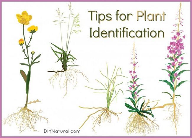 Consejos para mejorar sus habilidades de identificación de plantas