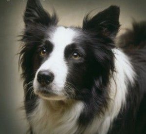 Lista de Top 12 más lindos razas de perros