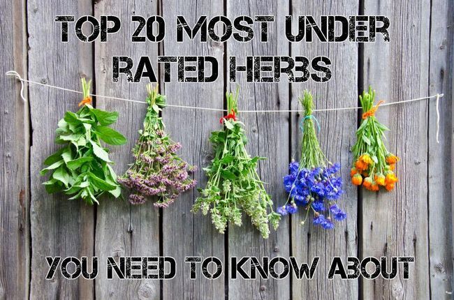Top 20 de la mayoría de las hierbas infravalorada curativas que usted necesita saber acerca de