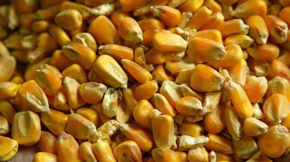 La mayor parte del maíz cultivado en los Estados Unidos está modificado genéticamente. El USDA está creando un proceso de certificación de los alimentos que son libres de transgénicos.