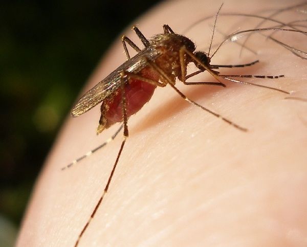 Las poblaciones de mosquitos portadores del virus del Nilo Occidental se han identificado en varios códigos postales en todo el estado de Nevada.
