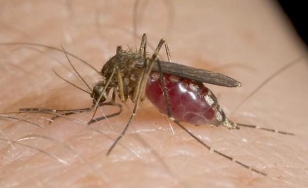12 nuevos casos del virus del Nilo Occidental transmitidas por mosquitos identificado en Louisiana.