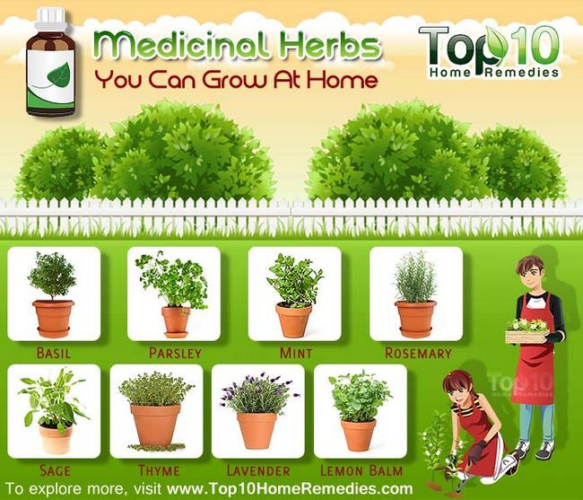 hierbas medicinales que pueden crecer en su jardín