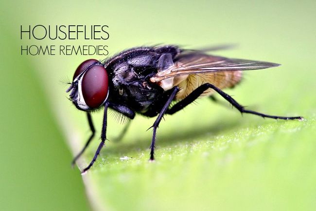 16 remedios caseros para deshacerse de las moscas domésticas