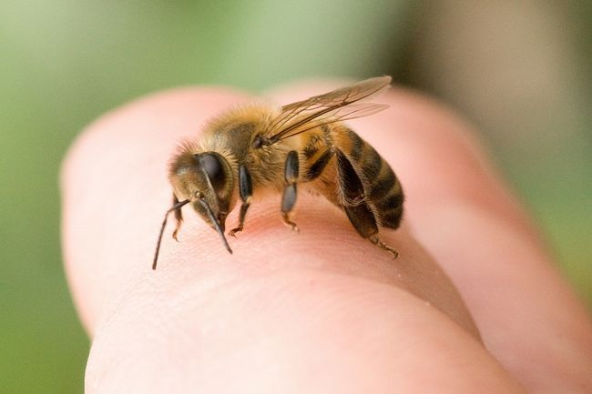 21 remedios caseros de bricolaje para picadura de abeja regalo