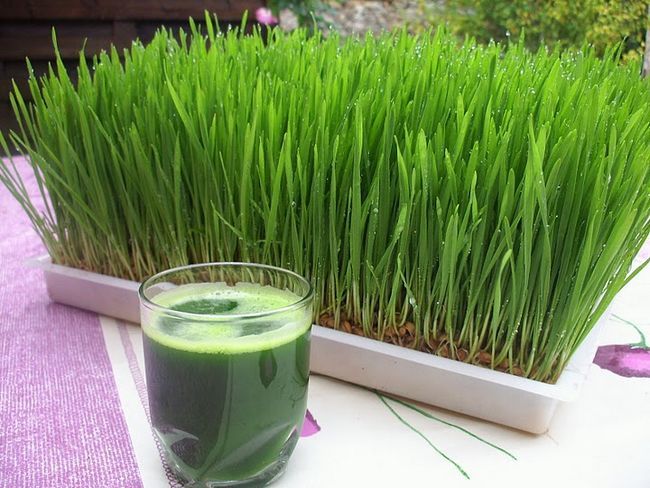 Beneficios para la salud increíble wheatgrass