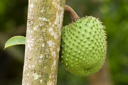 Beneficios de hojas y frutas Guyabano