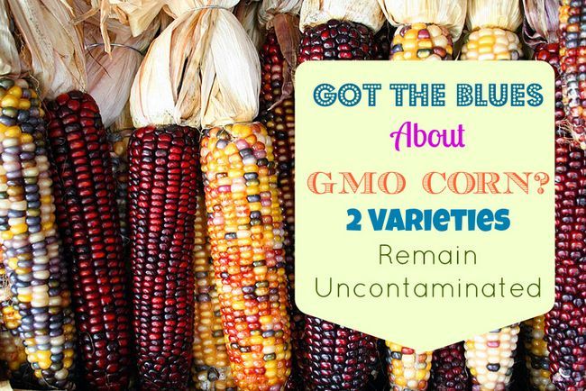 Consiguió los azules Acerca de OGM de maíz? Dos variedades permanecen contaminados