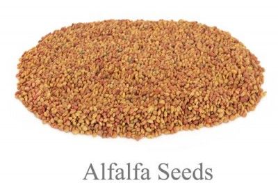 semillas de alfalfa