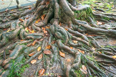 la raíz del árbol de higuera de Bengala