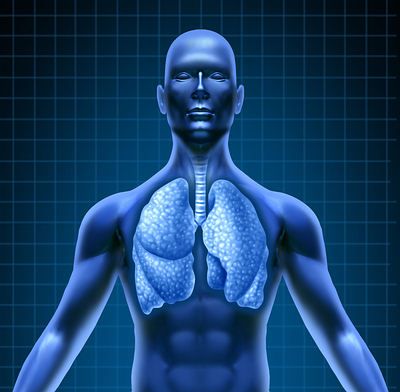 Sistema repiratory Humano