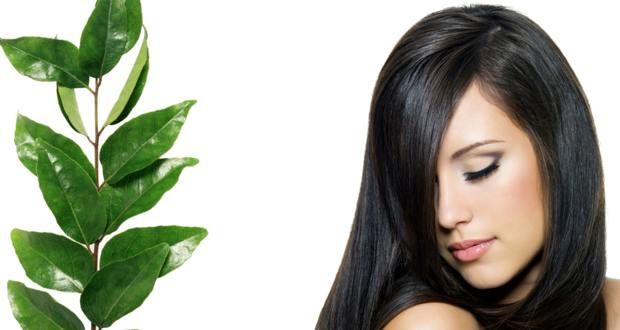 Cómo utilizar hojas de curry para el crecimiento del cabello