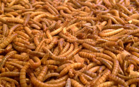 Maggots mejor que los antibióticos en el tratamiento de las úlceras del pie