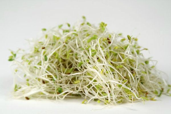 ¿Cuáles son los beneficios para la salud de los brotes de alfalfa
