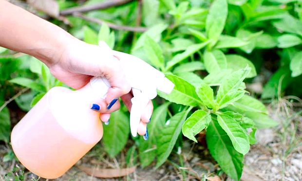 13 herbicidas caseros para trastos Weeds