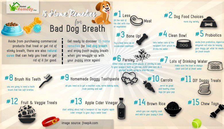 15 Remedios caseros para el mal aliento de perro