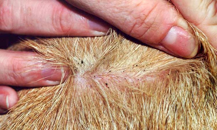 17 Remedios caseros para las pulgas en los gatos