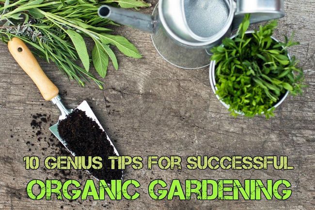 10 consejos Genius para jardinería orgánica exitosa