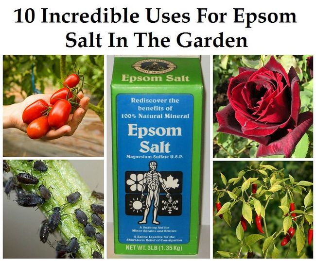10 usos increíbles para la sal de Epsom en el jardín