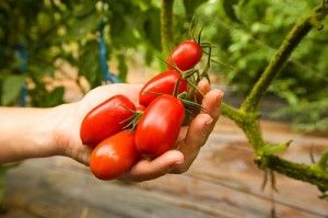 Crecer sabor de los tomates con sal de Epsom