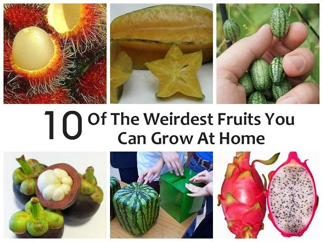 10 De los frutos más extraños que puede crecer en el hogar