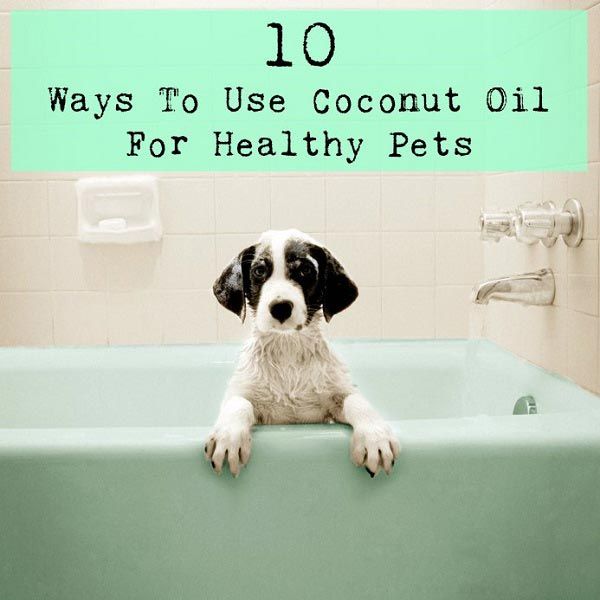 10 maneras de utilizar aceite de coco para Healthy Pets