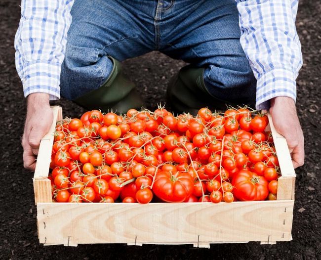 11 Secretos Pro para Crecer Mundo`s Sweetest, Tastiest Tomatoes