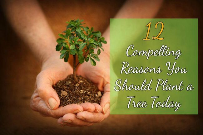 12 razones apremiantes que debe plantar un árbol hoy