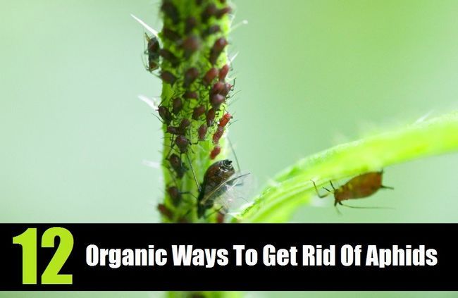 12 maneras orgánicos para deshacerse de los áfidos