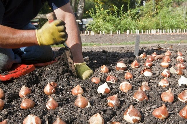15 errores comunes de jardinería todo el mundo hace
