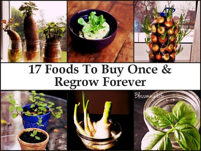 17 alimentos que compran una vez y para siempre vuelven a crecer