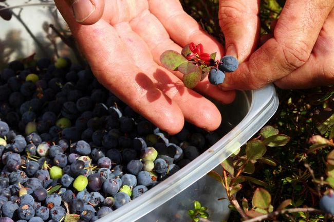 20 Mejores Frutas, verduras y amp; Hierbas para crecer en contenedores para un suministro interminable de Alimentos Gratis