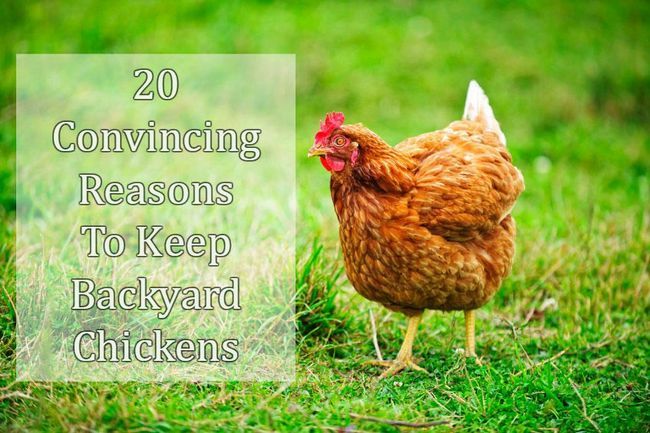20 razones convincentes para mantener Pollos del patio trasero