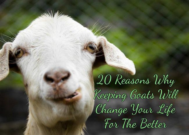 20 Razones por las cabras de mantenimiento va a cambiar tu vida para mejor