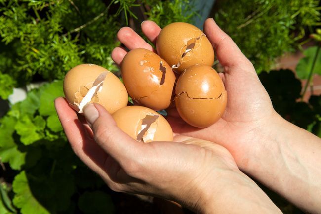 6 convincentes razones para empezar a utilizar cáscaras de huevo en su jardín