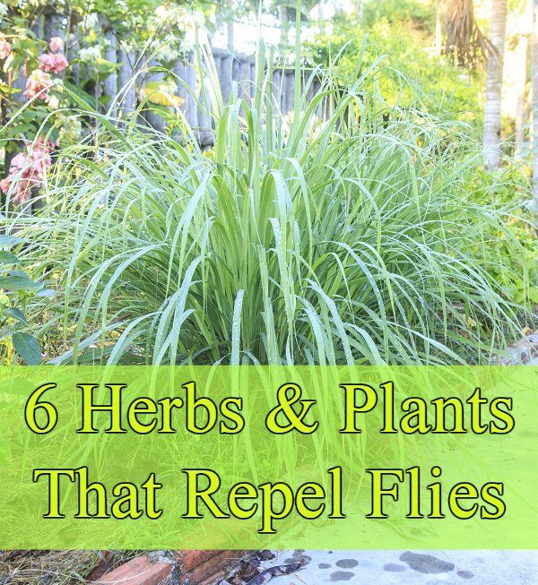 6 fragante hierbas & amp; Plantas que repelen las moscas