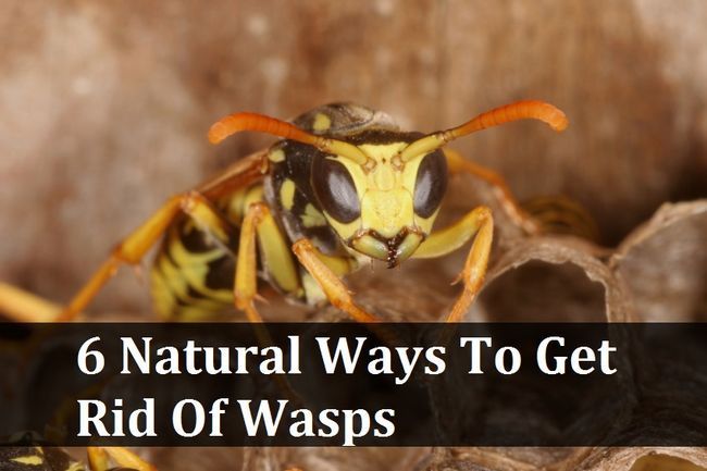6 maneras naturales para deshacerse de las avispas