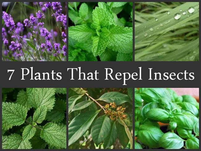 7 plantas que repelen insectos
