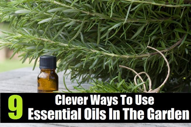 9 Clever maneras de utilizar los aceites esenciales en el jardín